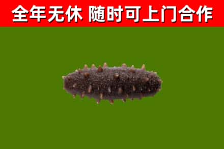 常山县烟酒回收干海参.jpg